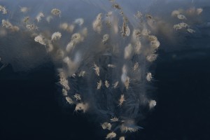 the-arctic-effects-on-marine-life