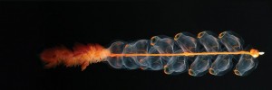 1_physonect_siphonophore