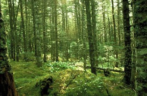 boreal-forest-floor-2607