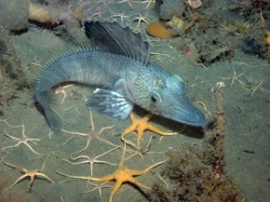 Ice fish