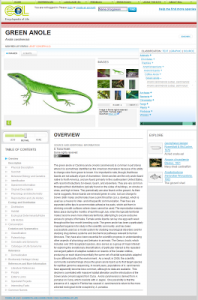 anolis_speciespage 1