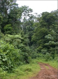 Road through abandoned pasture area, now second-growth in NE Costa Rica