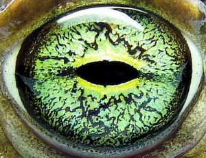 Daipeem's eye - Credit Matt Reinbold