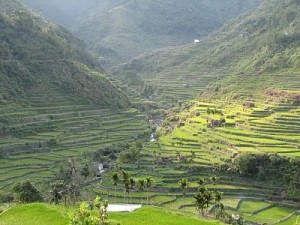 rice terraces 4