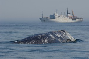 Western Gray Whale with reseach vessel (c) Yuri Yakovlev