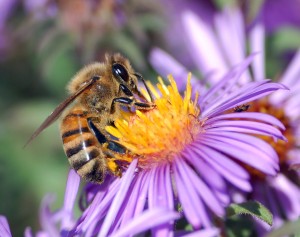 Apis mellifera - John Severns