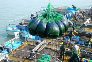 Farming Pyropia (Nori) in Korea 1, credit Gwang Hoon