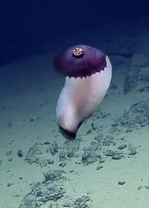Purple sea cucumber, reminiscent of a flying Mary Poppins, found on NOAA's Deepwater Exploration of the planet's deepest known canyons, in the Pacific Ocean near Guam.  Photo: http://bit.ly/2dQdURC,  video: http://bit.ly/2d6FQ6a, credit: NOAA