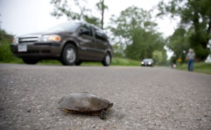 Rowan, Ontario -- June 14, 2008 -- Richard Levick, right and the organization "The Long Point Causeway Improvement Project," (LPCIP) have assumed the task of protecting the frogs, snakes and turtles, including species at risk such as the BlandingÕs who are killed on the narrow roadway at Big Creek Marsh (Lake Erie) each year. Here a Midland Painted turtle makes the trek across the causeway. Glenn Lowson photo for The Star