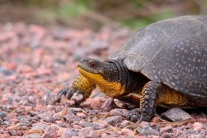 blanding-s-turtle-endangered