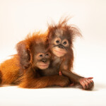 11-month-old Sumatran orangutans. (c) Joel Sartore/National Geographic Photo Ark, natgeophotoark.org. 