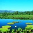 21 Mar 05 United Nations University South America’s giant Pantanal wetlands, one of the world’s most bio-diverse ecosystems, is at growing risk from intensive peripheral agricultural, industrial and urban development […]