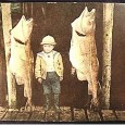 1-Mar-2005 Census of Marine Life Once a dominant species, the volume of cod on the Scotian Shelf has plunged 96% since the 1850s, according to a landmark research to be […]