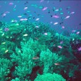 08 Jun 05United Nations UniversityVast genetic resources – “blue gold” on the international deep seafloor – need protection from unfettered commercial exploitation, warns a new report from the Japan-based United […]