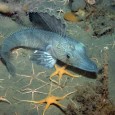 25-Feb-2007 Census of Marine Life Deep-sea species at unusually shallow depths on uncapped seabed (photo (c) Julian Gutt, AWI) Once roofed by ice for millennia, a 10,000 square km portion […]