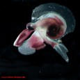 May 4, 2006 Census of Marine Life Zooplankton DNA Sequenced at Sea; scientists census tiny species with starring role in food chain, world climate Census of Marine Life scientists trawled […]