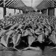 Census of Marine Life, Washington DC 5-Aug-2007 Historians detail collapse of bluefin tuna population off northern Europe; Tagging reveals migration, breeding secrets of declining population Ocean historians affiliated with the […]