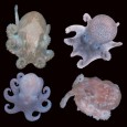 Census of Marine Life Washington DC 9-Nov-2008 Among report’s revelations: Antarctic ancestry of many octopus species, behemoth bacteria, colossal sea stars, mammoth mollusks, more In a report on progress towards […]
