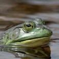 DIVERSITAS, Paris 11-Oct-2009 Growing water needs, mismanagement leading to ‘catastrophic decline’ in freshwater biodiversity The world will miss its agreed target to stem biodiversity loss by next year, according to […]