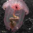 22-Nov-2009 Census of Marine Life Washington DC Deep sea teeming with species that have never known sunlight Census of Marine Life scientists have inventoried an astonishing abundance, diversity and distribution […]
