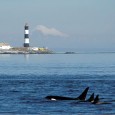 United Nations University – Institute for Water, Environment and Health, Hamilton, Canada 11 Jul 2011 Networks of biologically-connected marine protected areas need to be carefully planned, taking into account the […]