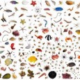 Census of Marine Life, Washington DC 23 Aug 2011 Eight million, seven hundred thousand species (give or take 1.3 million). That is a new, estimated total number of species on […]