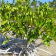 United Nations University, Institute for Water, Environment and Health, Canada 14 Nov 2012 Loss of mangroves to fish farms, other development, a poor economic trade-off risking human and environmental well-being […]