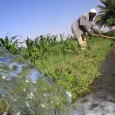 Harvard Kennedy School, Belfer Center for Science and International Affairs, Cambridge MA 3-Jun-2013 The world can only meet its future food needs through innovation, including biotechnology: Kenya-born Harvard prof. Calestous Juma […]