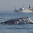 International Union for the Conservation of Nature, Geneva 20 January, 2014 Unique collaboration between oil/ gas industry, scientists, conservationists proves way to minimize seismic survey impacts on rare whales, other […]