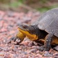 Long Point Causeway Improvement Project, Long Point, Canada 89 percent fewer turtles venture onto Lake Erie’s Long Point Causeway A newly completed project in a remote corner of southwestern Ontario is […]