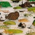 IPBES, Bonn 23 March 2018 Human well-being at risk; Landmark reports highlight options to protect and restore nature and its vital contributions to people Biodiversity — the essential variety of life […]