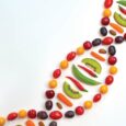 Joint Center for Bioethics, University of Toronto Research will enable personalized diets tailored to genetic make up New research designed to help consumers create customized diets based on their genetic […]