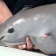 Commission for Environmental Cooperation, Montreal The Secretariat of the Commission for Environmental Cooperation (CEC) has recommended developing a factual record to explore factors contributing to the near-extinction the vaquita porpoise – the […]